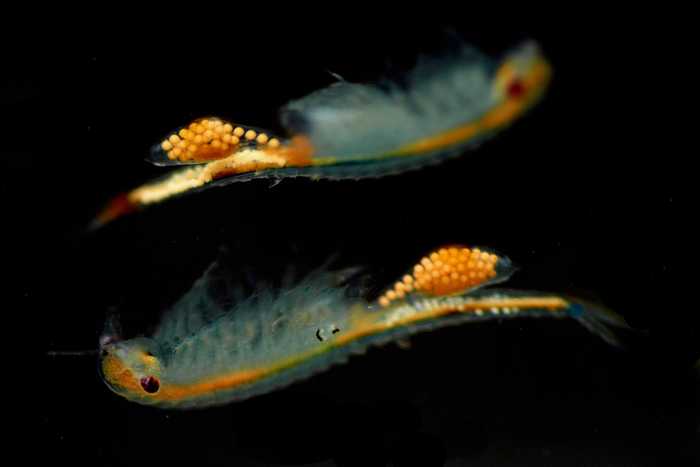 Žábronožka panonská (Chirocephalus carnuntanus)