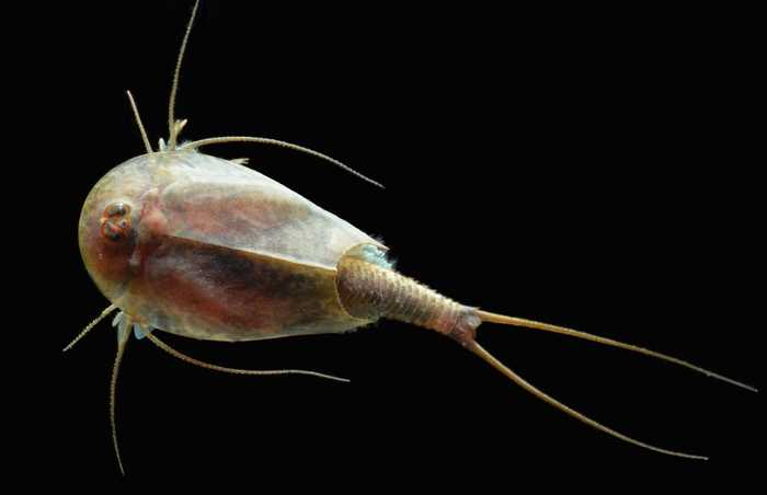  Listonoh letní (Triops cancriformis)